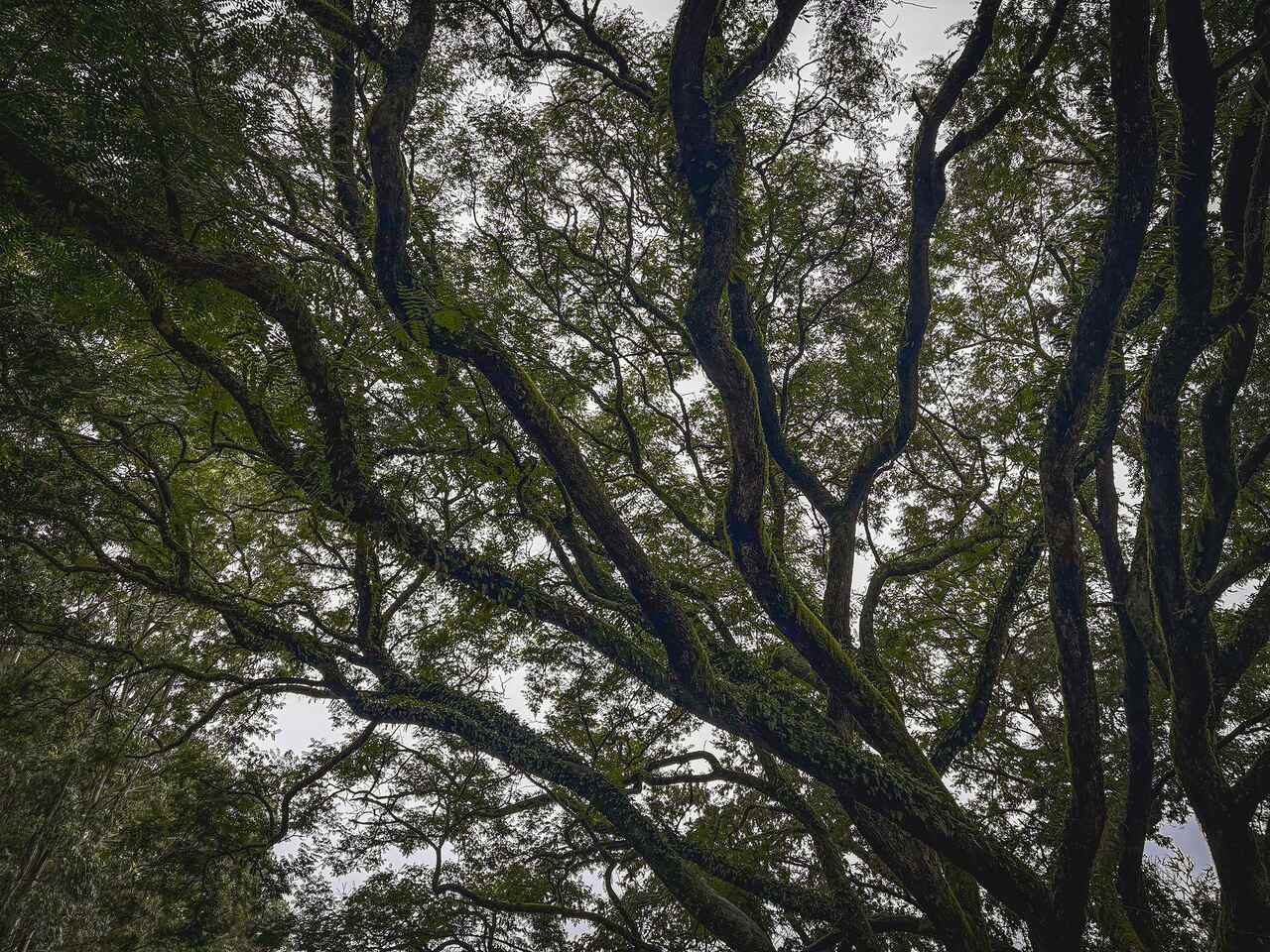 Branches forming a green canopy overhead in a stand of mature trees