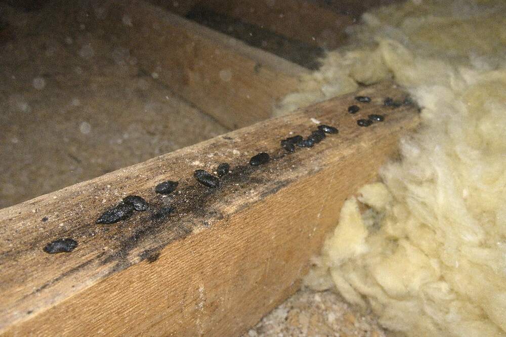 A trail of dark droppings and a greasy rub mark along the top edge of an attic joist beside disturbed insulation