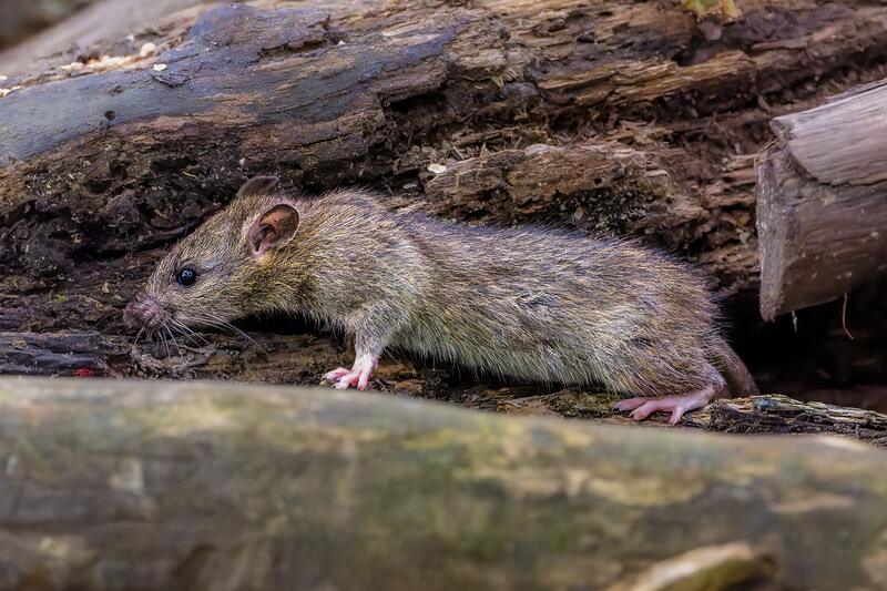 A wild rat moving along a fallen log