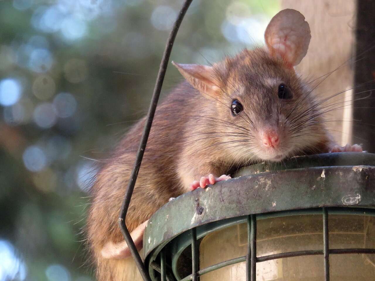 A roof rat perched on a metal fixture outdoors after dark
