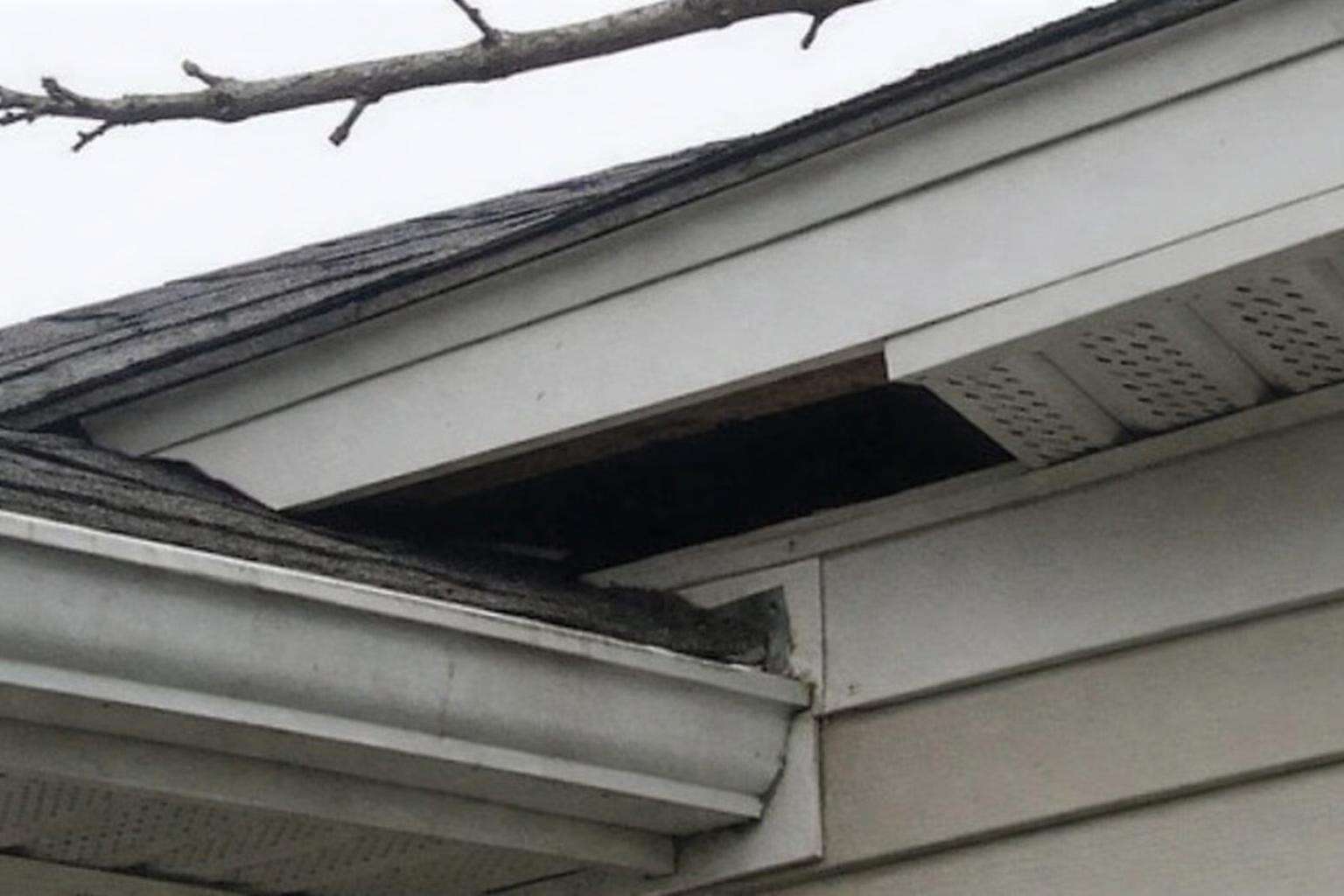 An open gap where the soffit meets the roof deck above a shingled eave, the roof return rodents use