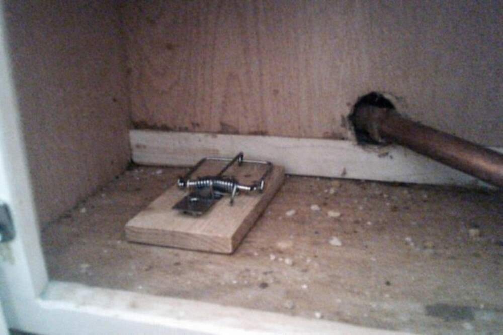 A wooden snap trap set against the back wall of a cabinet void beside a pipe penetration