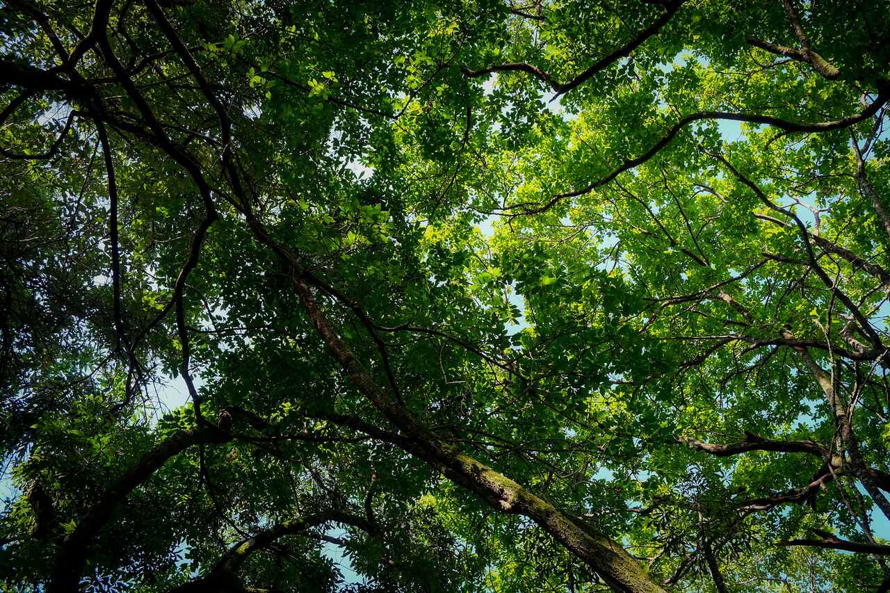 A dense green tree canopy closing over a road, seen from below