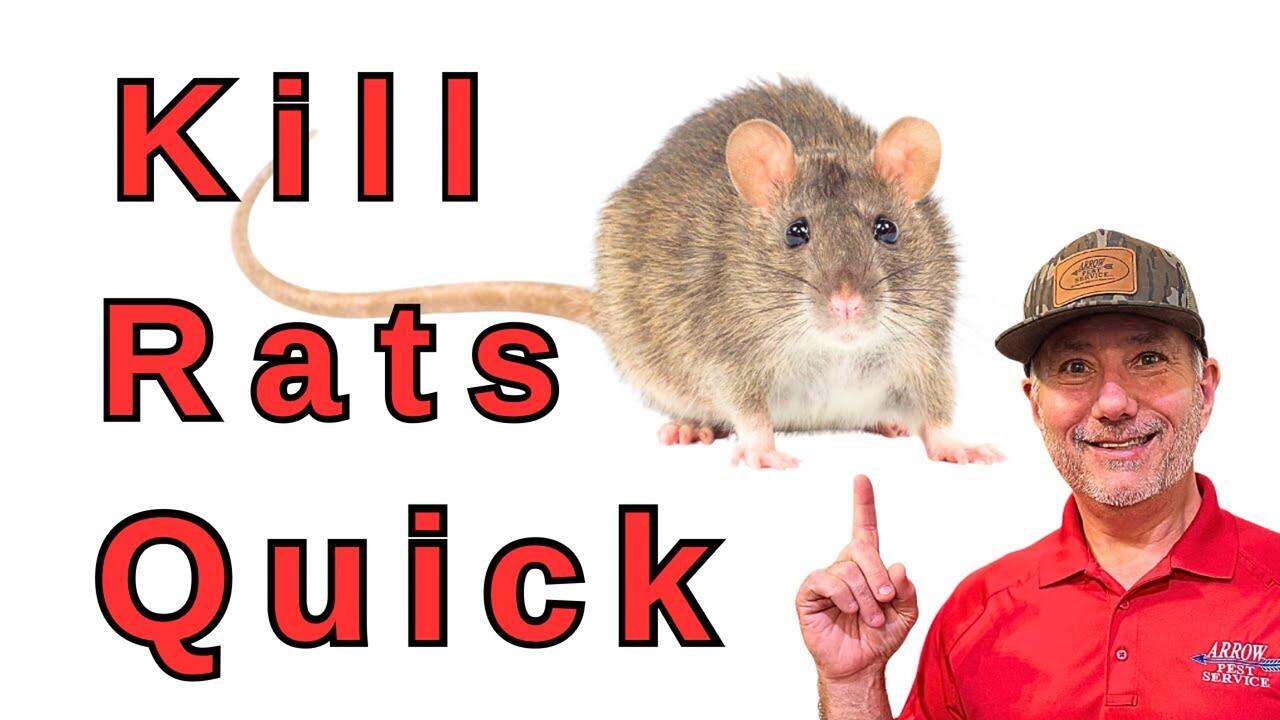 Video preview: Most Effective Rat Control Method Nobody Talks About